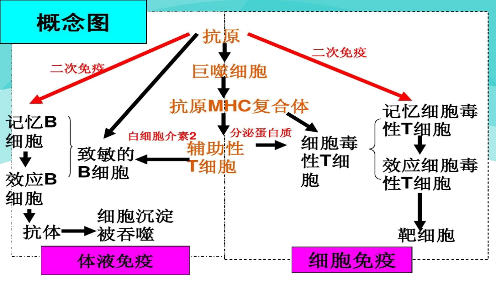 最新体液免疫研究进展及其对人体健康的影响，最新体液免疫研究进展，影响人体健康的关键领域探索