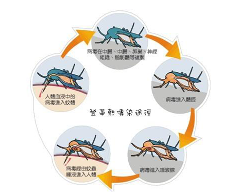 登革热最新疫情中国，全面应对与持续监控，中国登革热疫情最新动态，全面应对与持续监控措施实施中