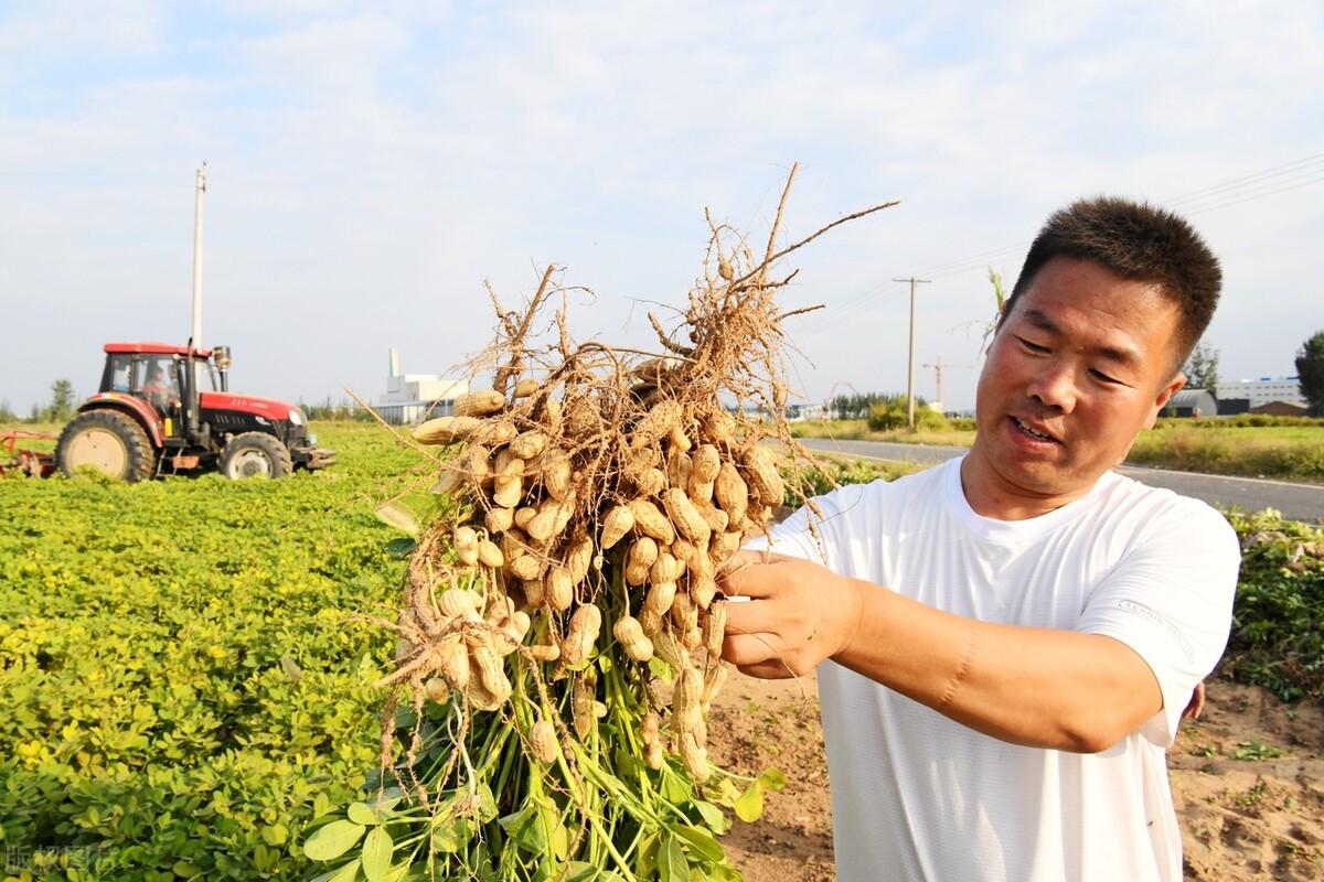 花生粕市场价格最新动态解析