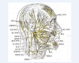 神经系统最新研究进展揭秘