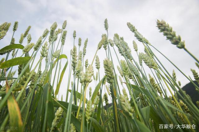 陕西小麦价格今日概览