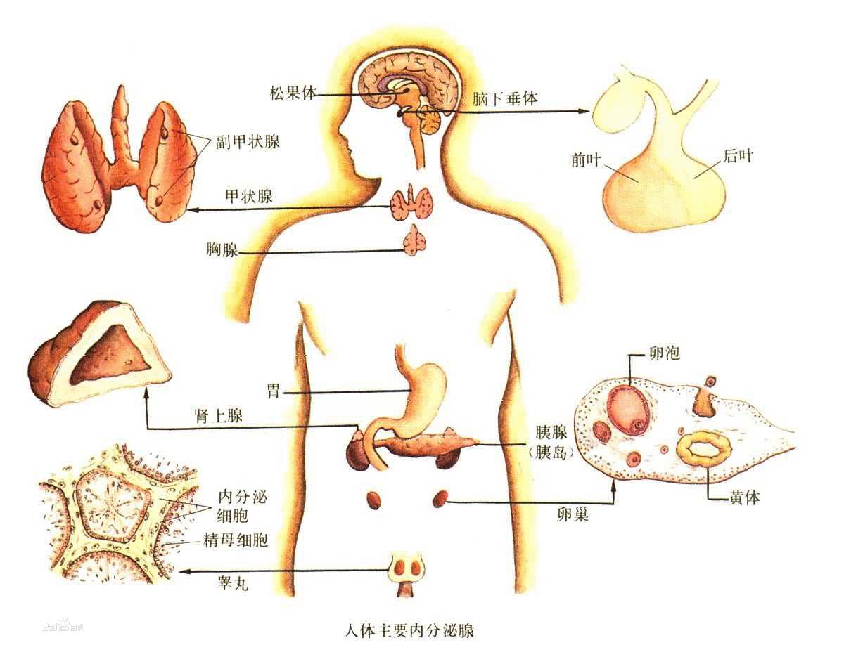 代谢综合征图片下载