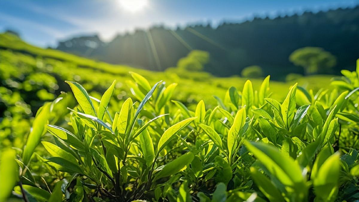 夏日清凉秘境，沉浸下载秘闻，体验轻盈乐曲声