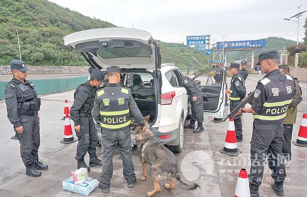 警犬云南持续出色表现 基地连连通报表扬