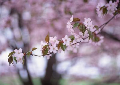 春日桌面壁纸免费获取