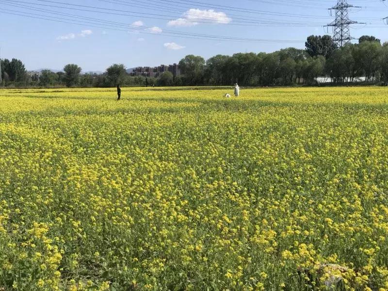 北京油菜花免费图片下载全攻略