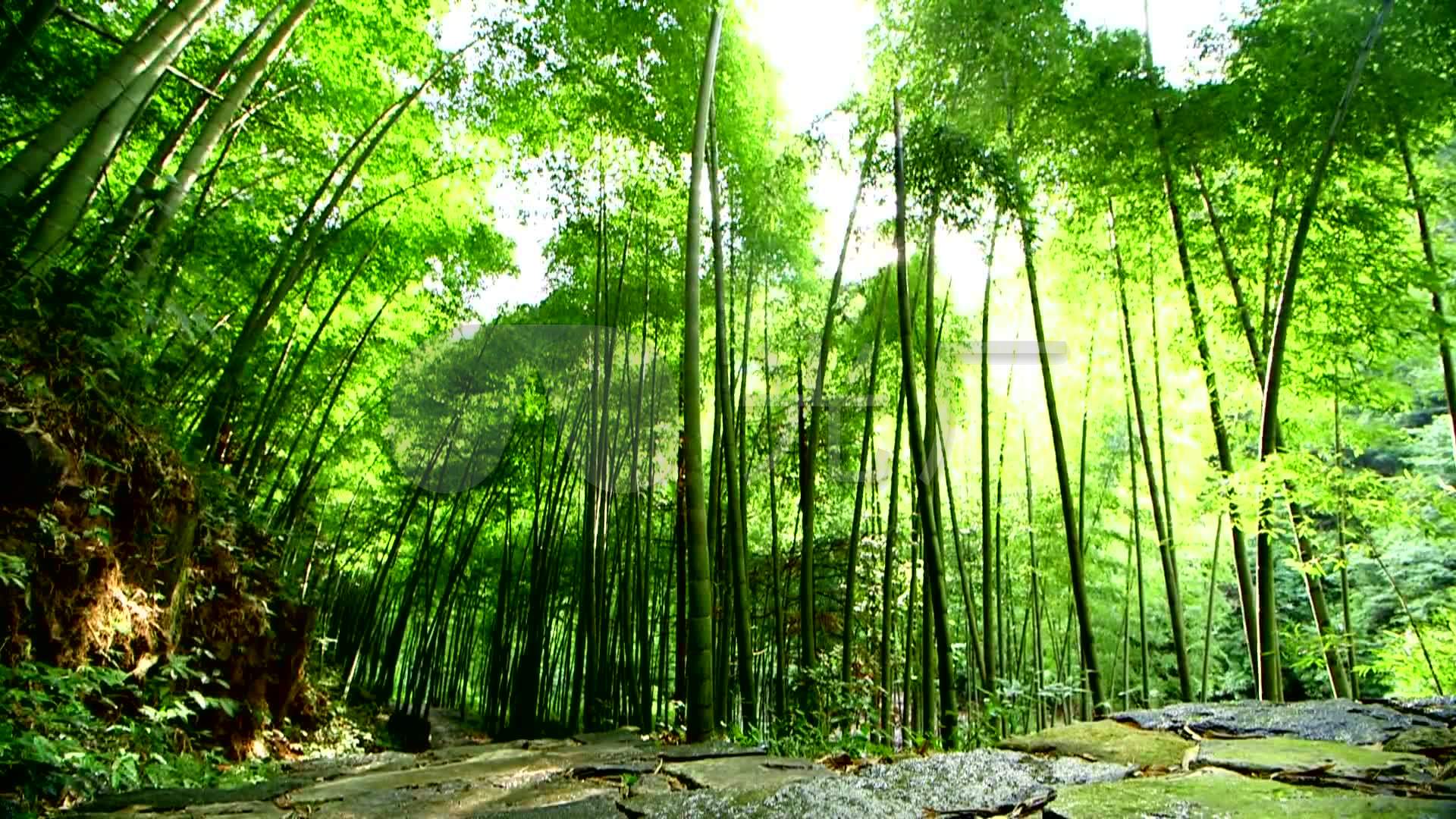 解锁竹林秘境，探索自然的宝藏免费下载