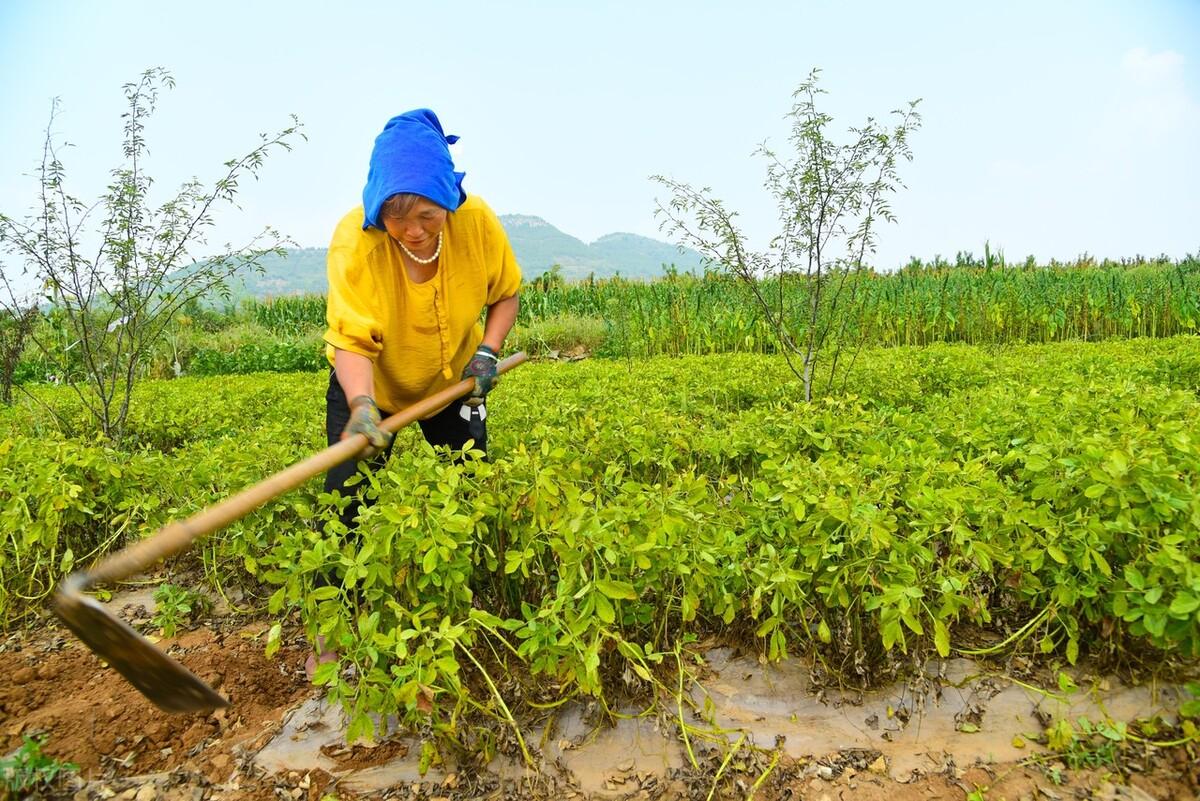 花生价格最新行情趋势分析