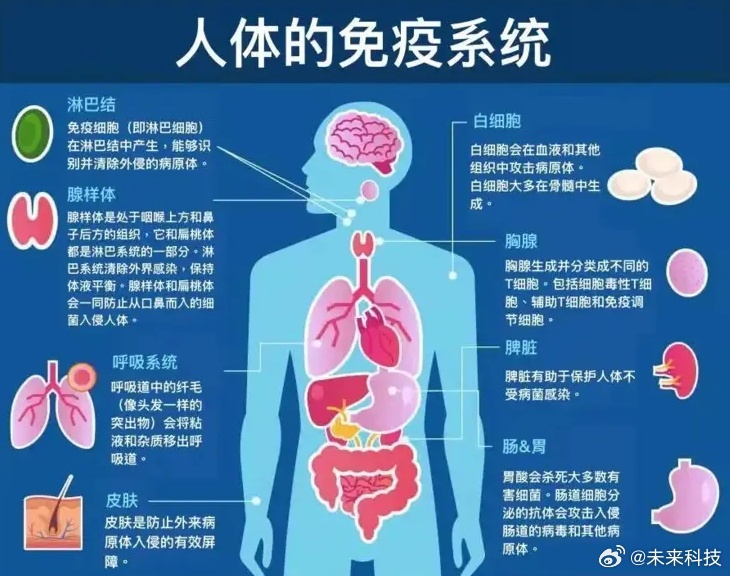 肺部揭秘，人体最大免疫器官的强大功能与潜能