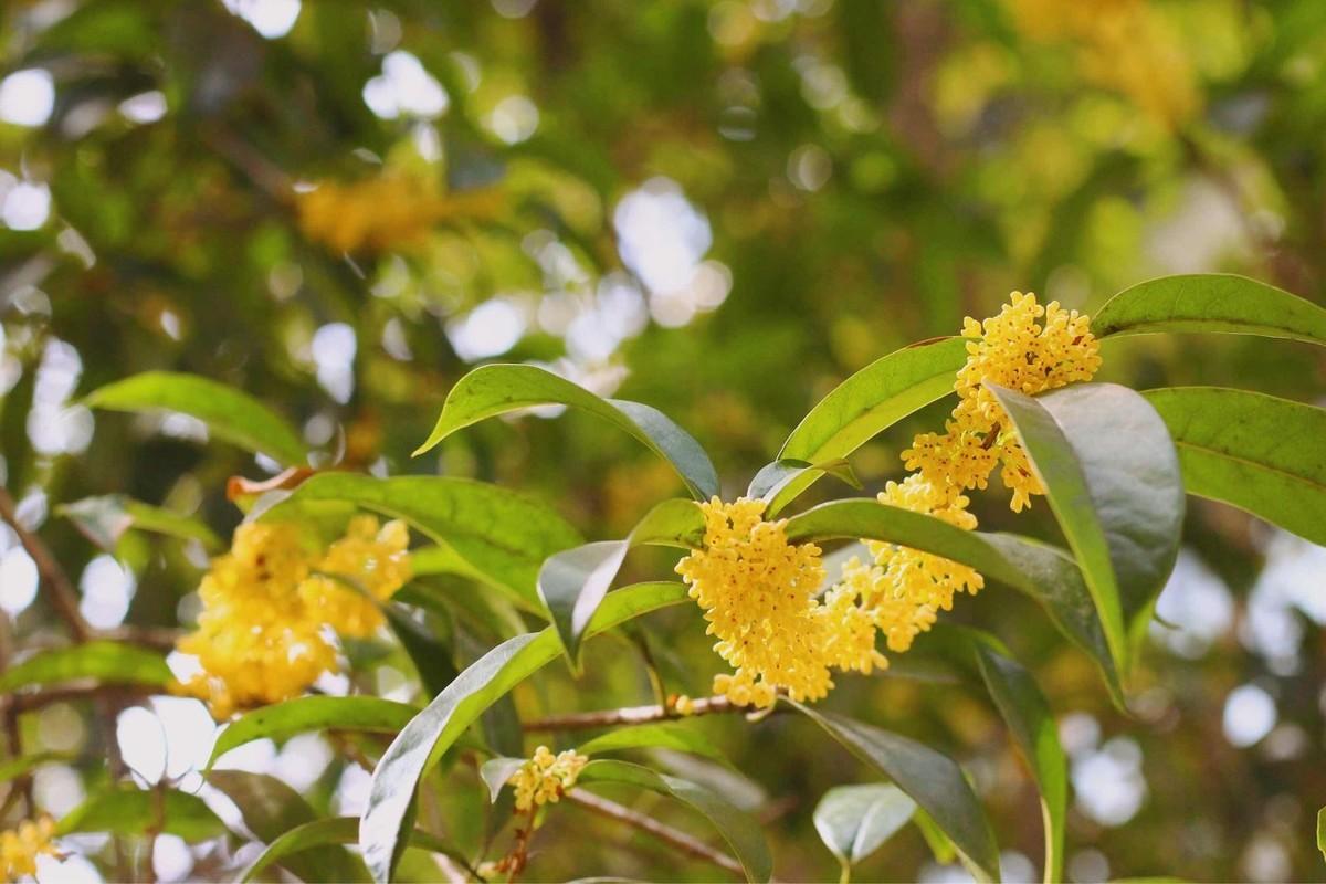 桂花树价格解析，最新行情与趋势