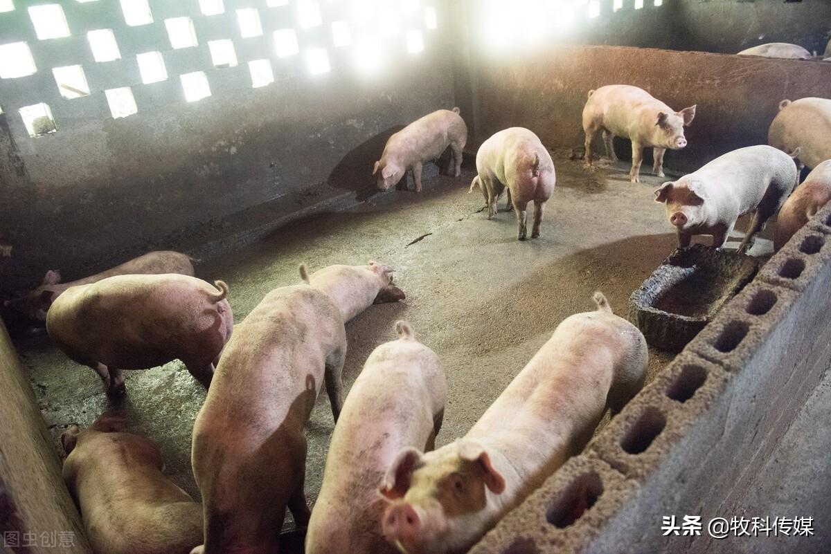 河南生猪价格今日综述，市场动态与影响因素分析