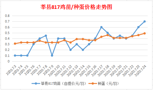 权威剖析，817鸡苗最新价格揭示明艳天光！