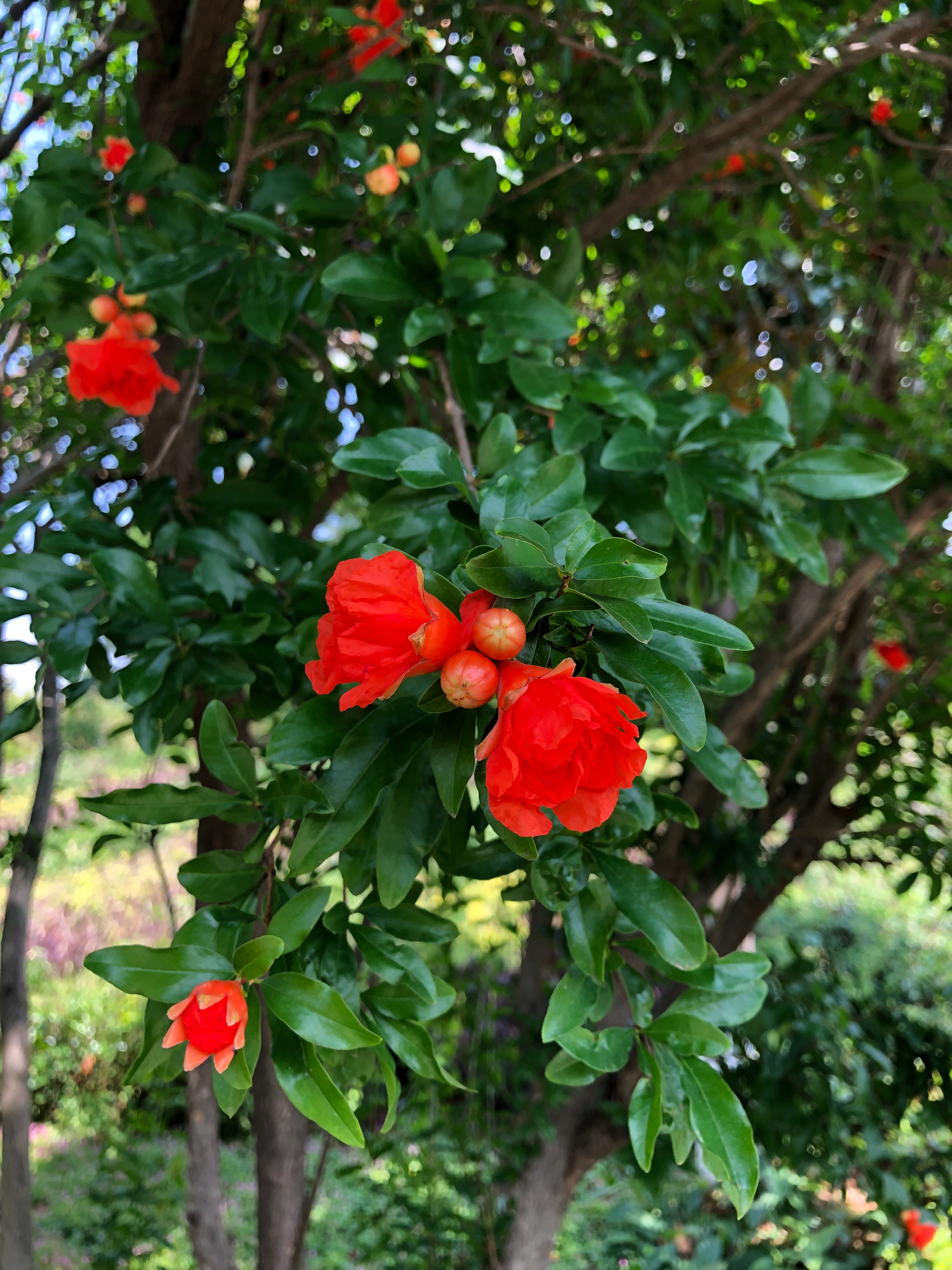 重生石榴花开最新章节，重生逆袭之路