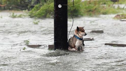 大雨夜感人善结局