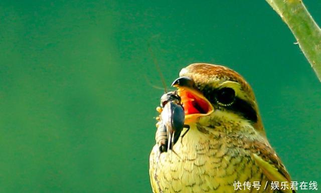 鹦鹉艺术，展示个性春联装饰尾巴