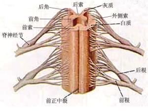 脊髓损伤最新治疗进展资讯