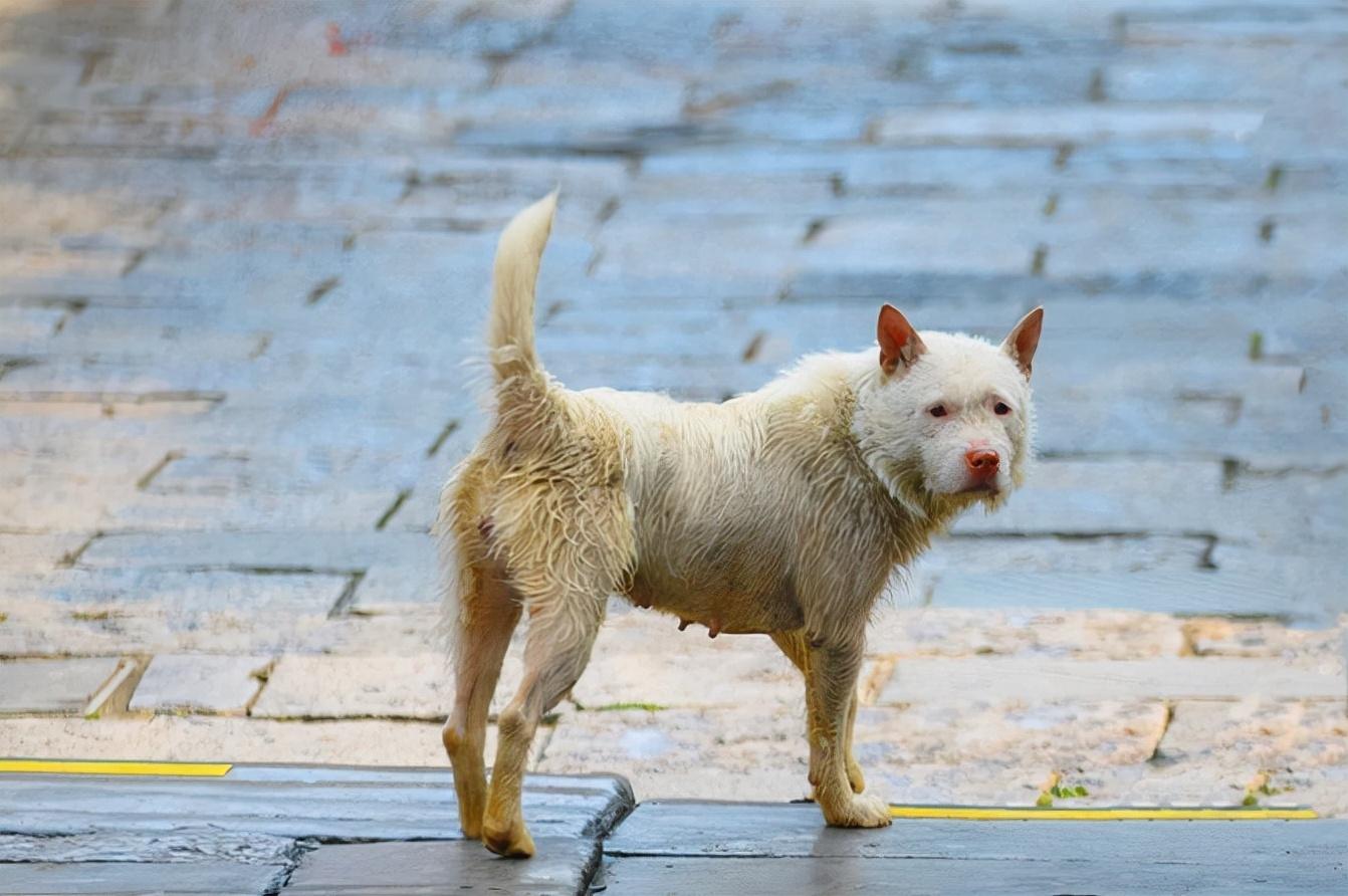 贵阳下司犬热销，引领宠物犬市场新风潮